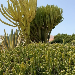 Boina Pistacho - Bajo Pedido - Imagen 4